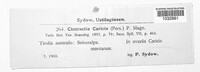 Anthracoidea caricis image